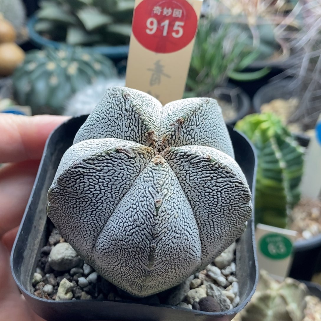 实生带V恩冢5.3cm