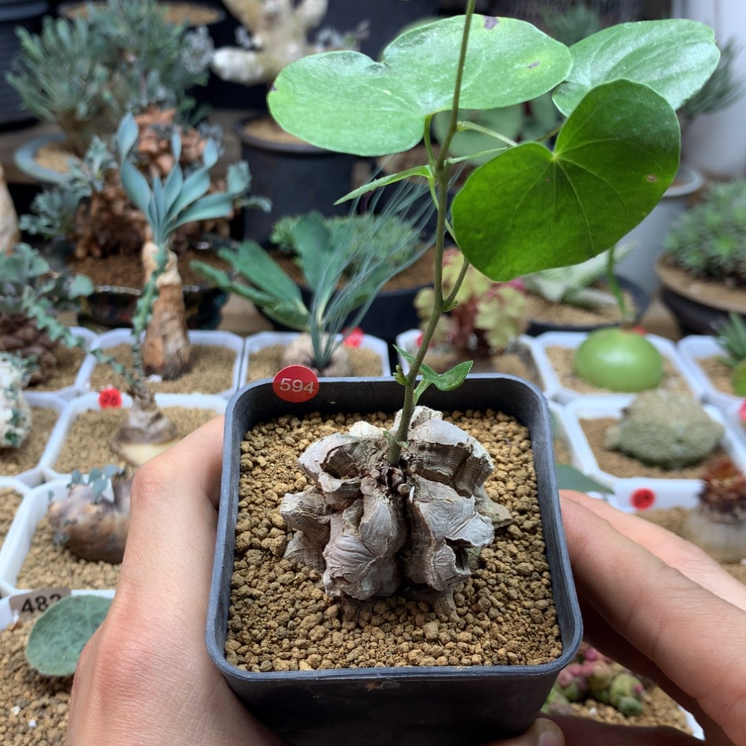 南非龟甲龙带盆发货594