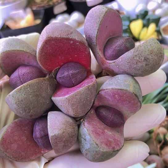 无花朵0532，5颗4.5厘米左右