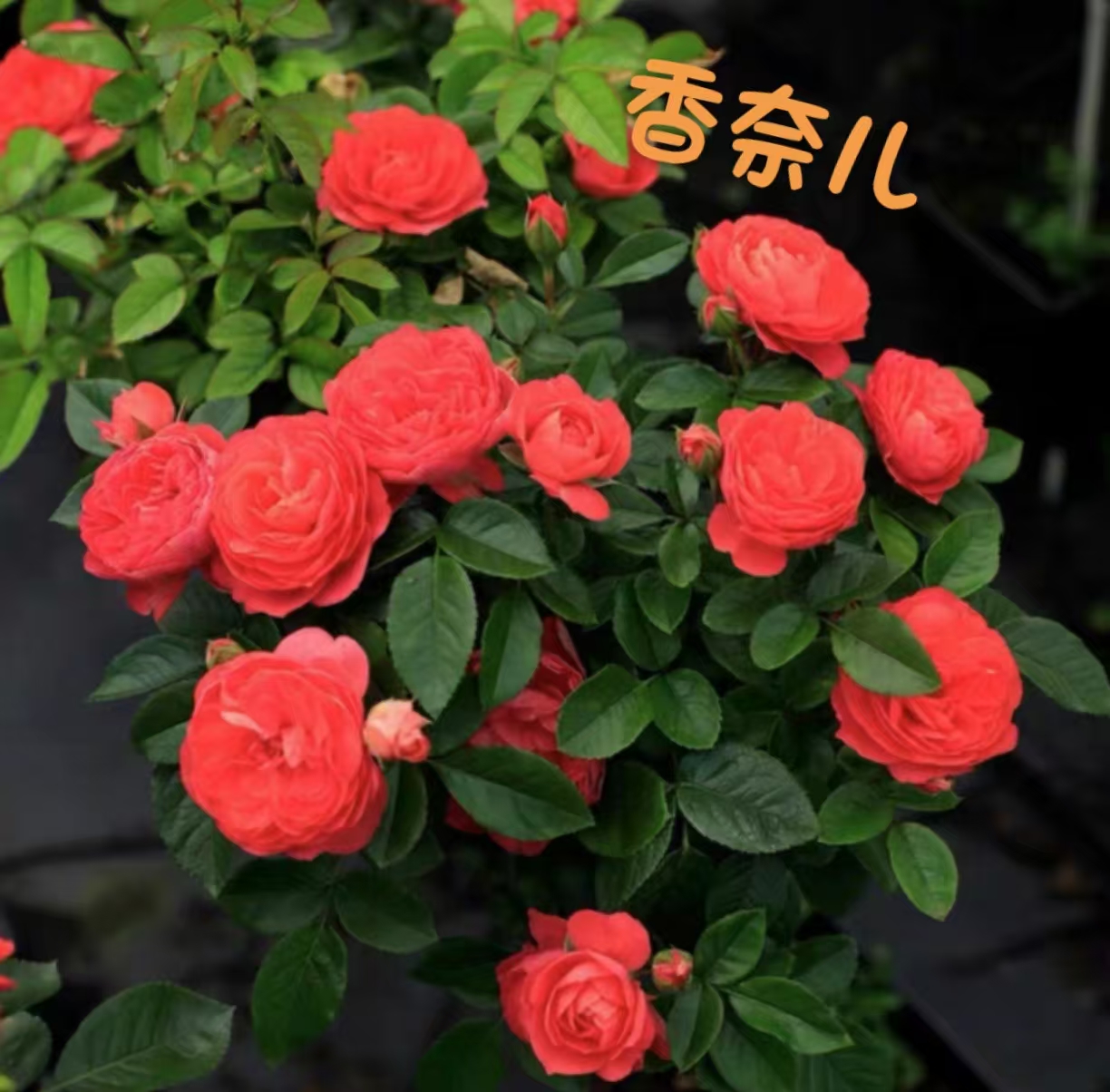 7080花园大苗一物一拍棒棒糖月季&价格乱卖&叶子少量晒斑介意慎拍