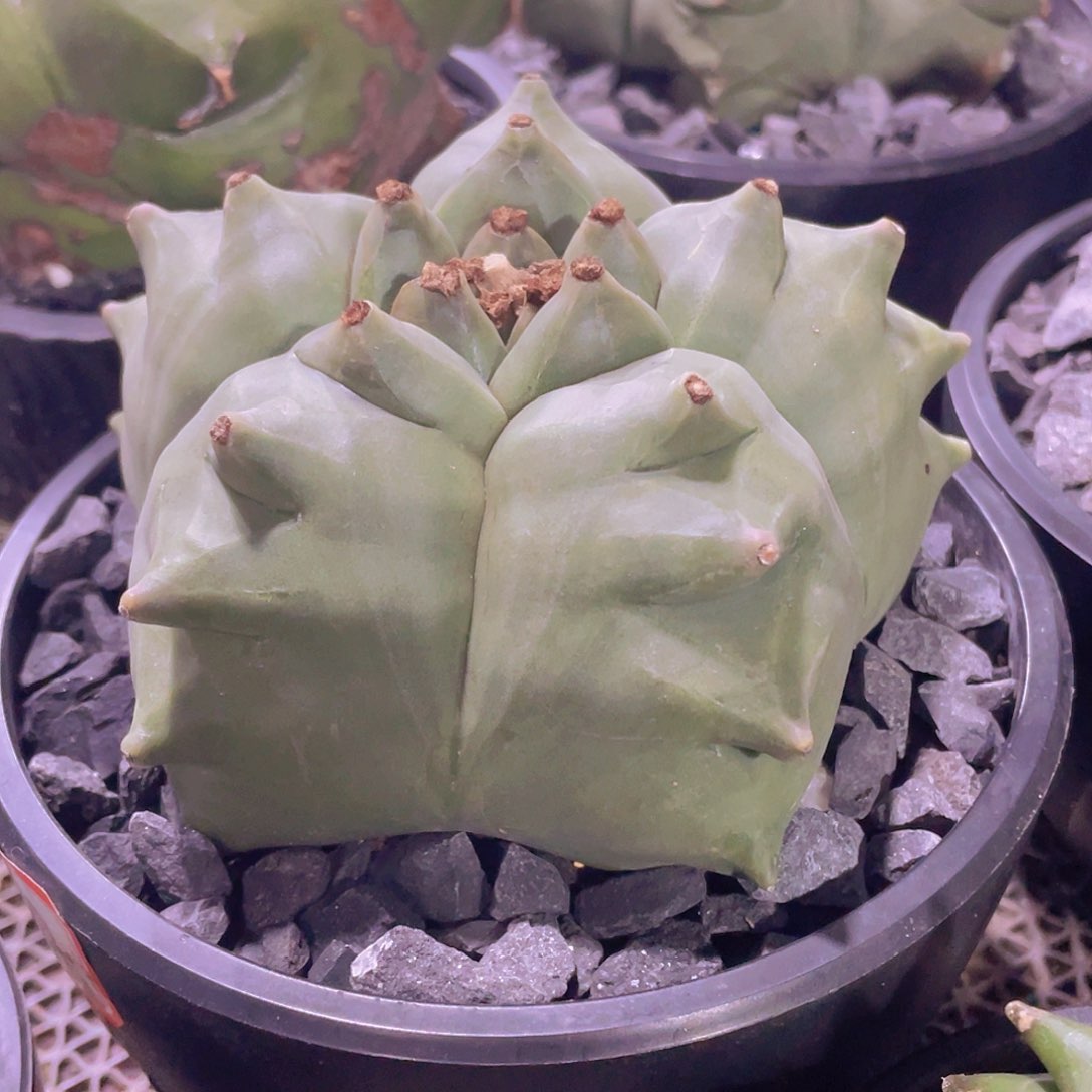 083实生根翘尤龟甲鸾凤玉，12