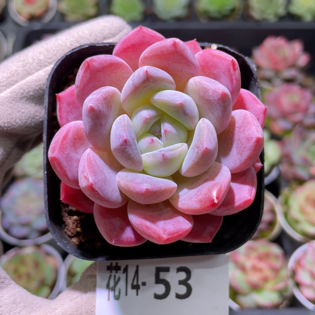 花利美14-53冰糖单头