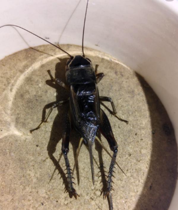 二牛蟋蟀 蛐蛐 油葫芦 口重耐斗牙型好