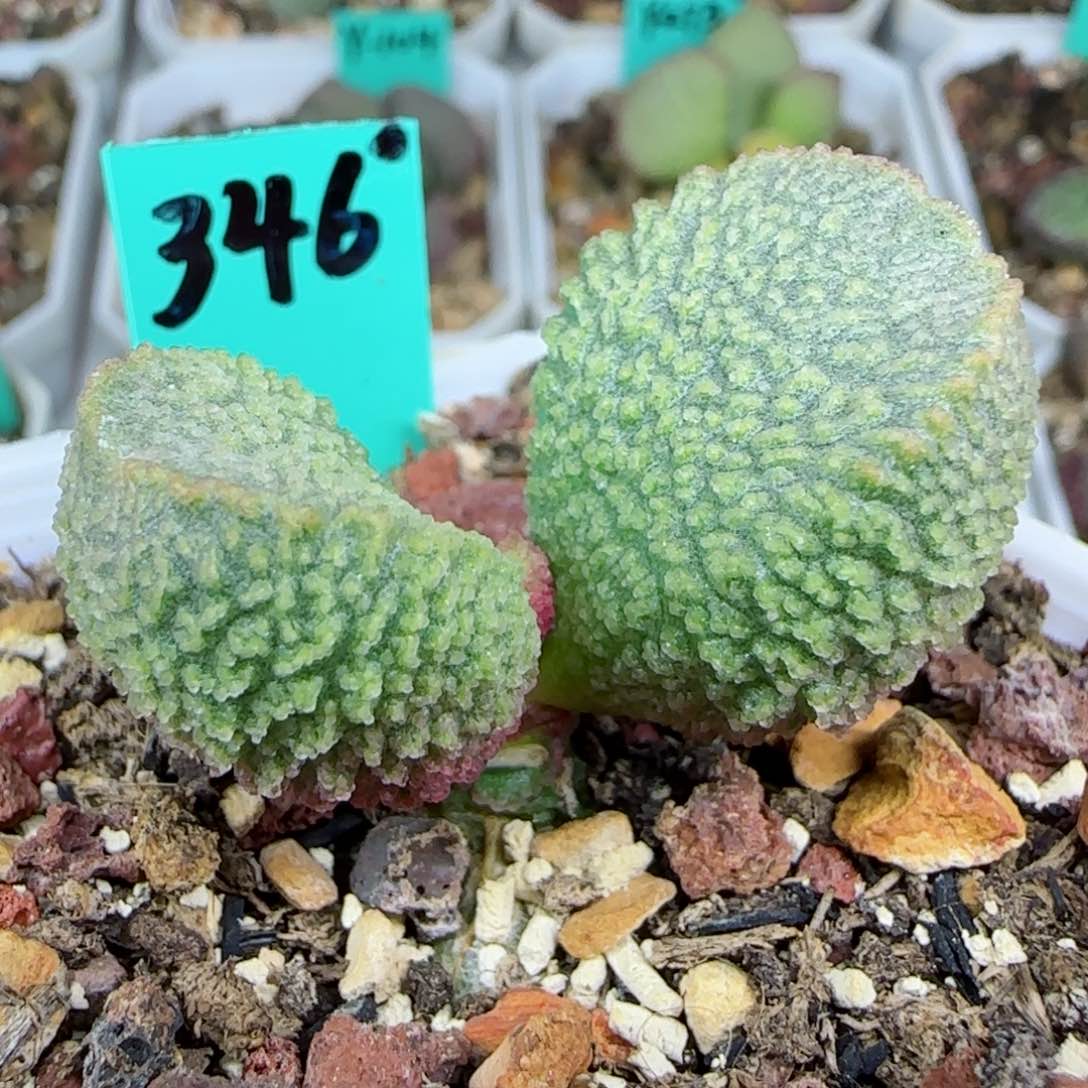 编号346大型，底叶插一个，图为母本