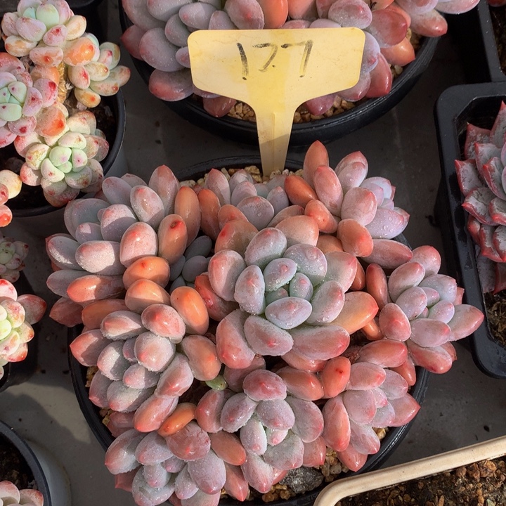 精控小叶香水6272727272