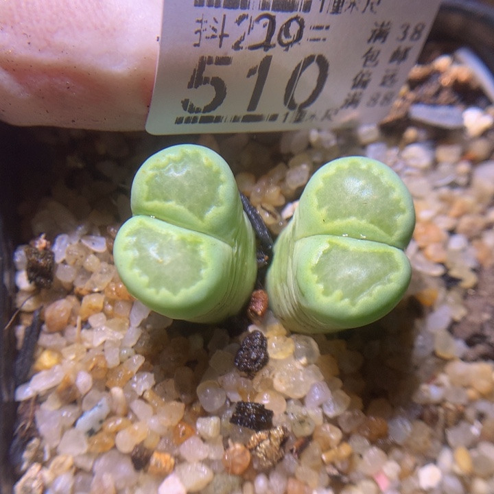 精品生石花220.510高 特