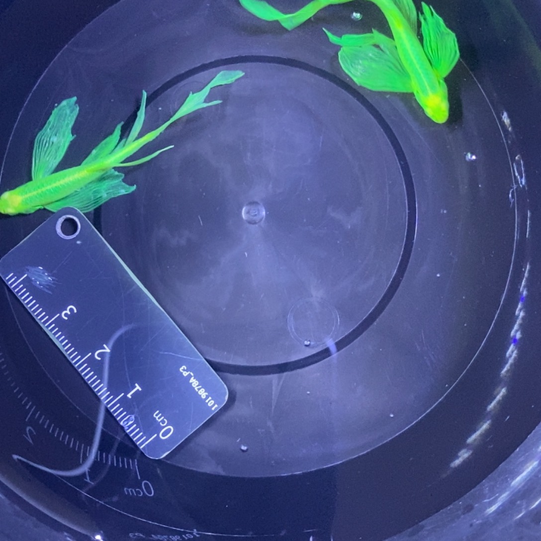 斑马鱼蝶翼斑马4厘米以上2条