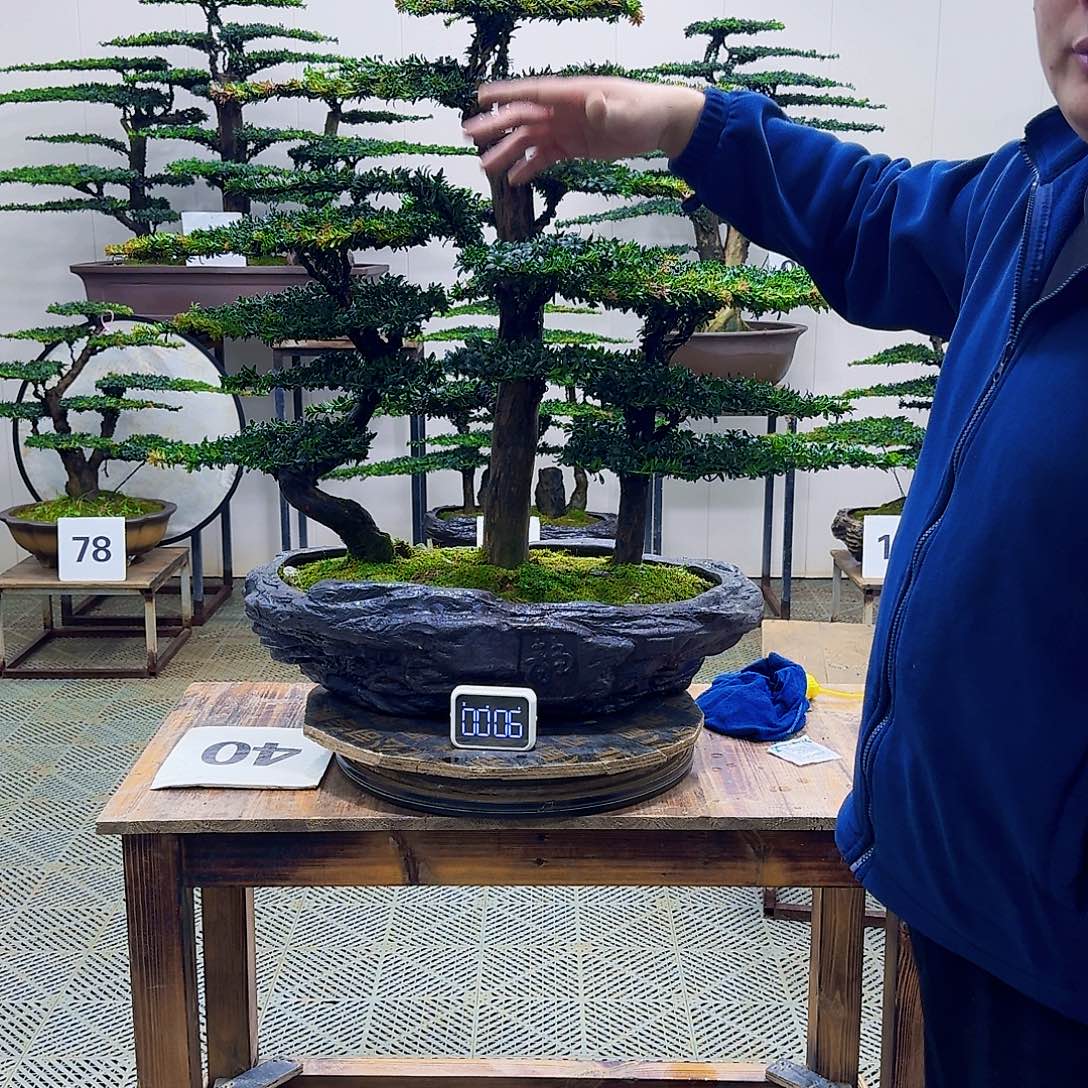 无花朵珍珠红芽罗汉松造型盆景