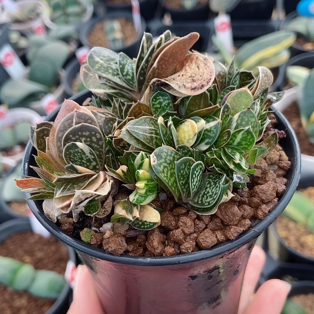 111111子宝带盆发货