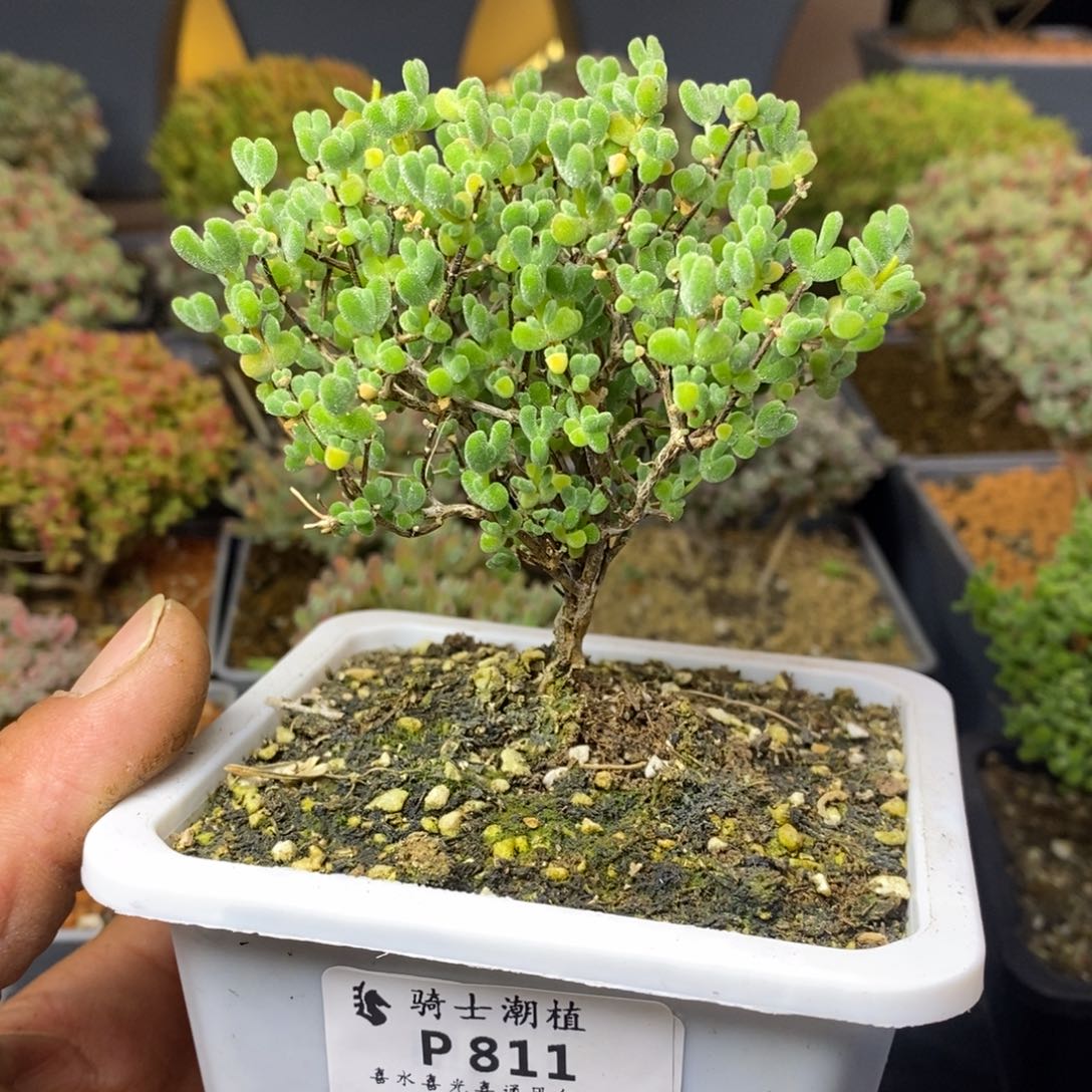 811实生莱斯造型桩