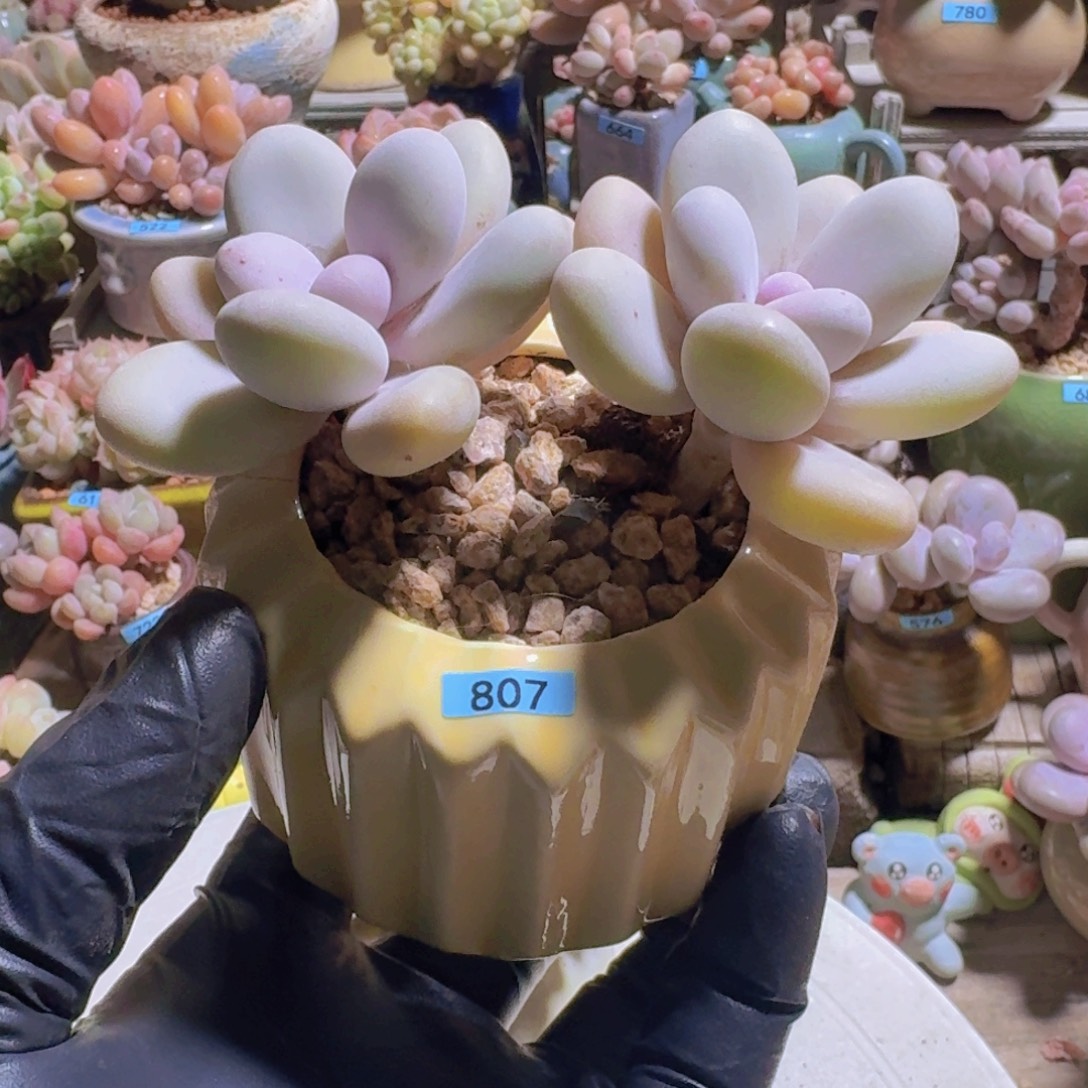 、***o一物一拍编号807 