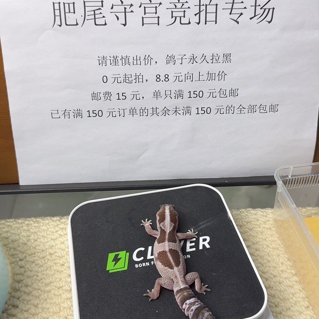 肥尾守宫直线奥利奥祖鲁 妹妹