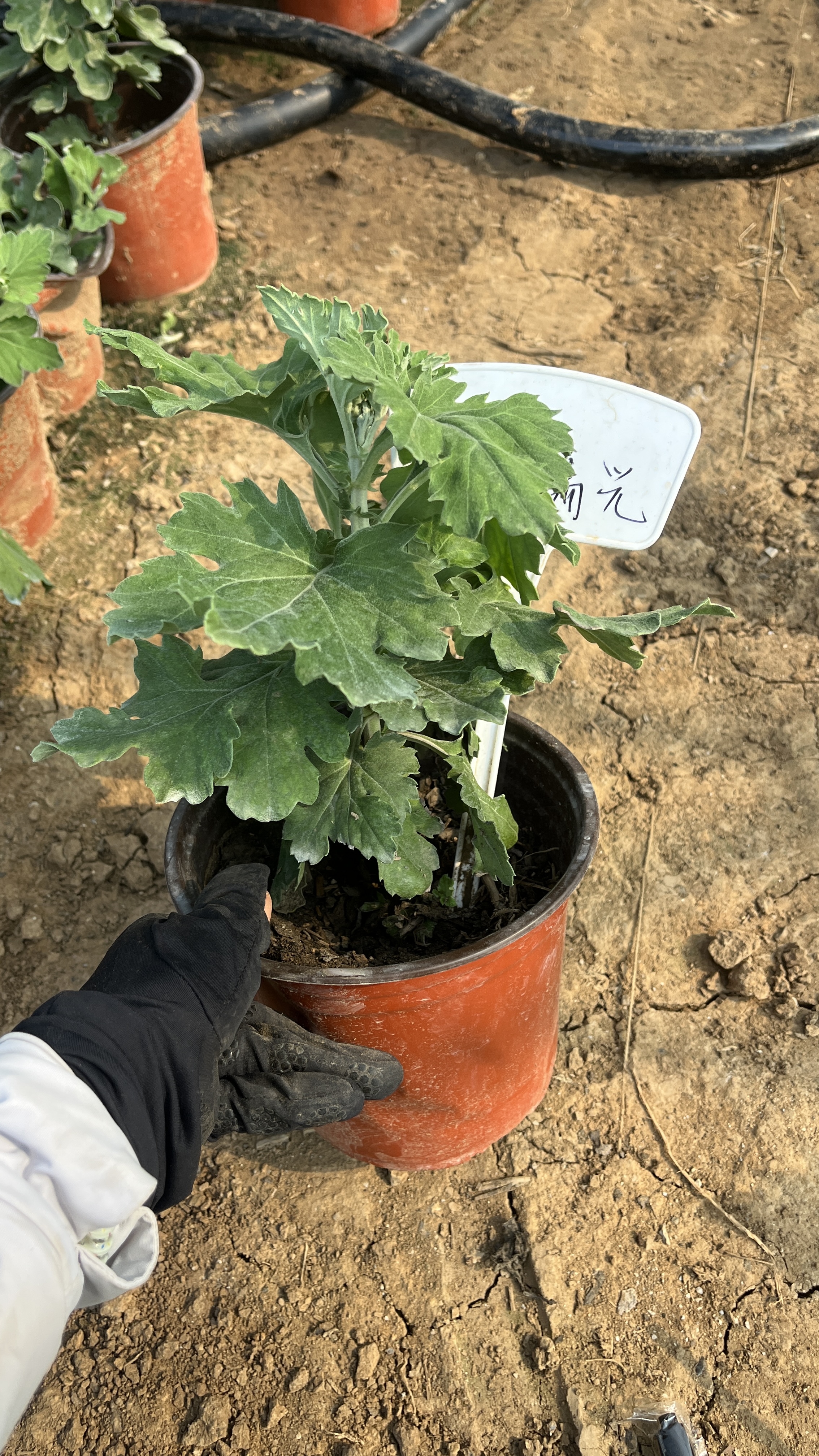 【太平瑞光菊花】带花苞九月菊大花盆栽新手