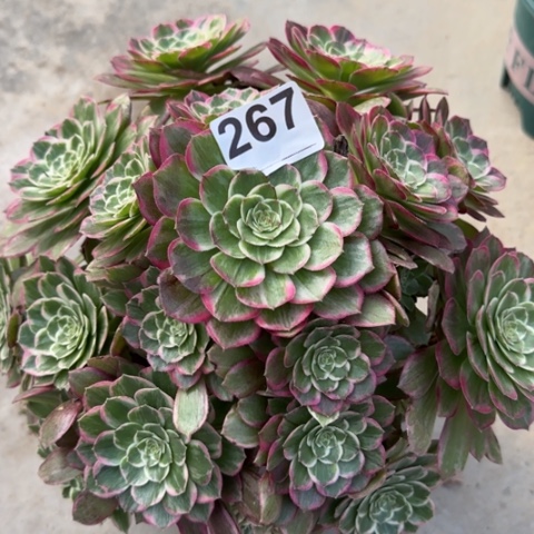 267莲花28厘米左右