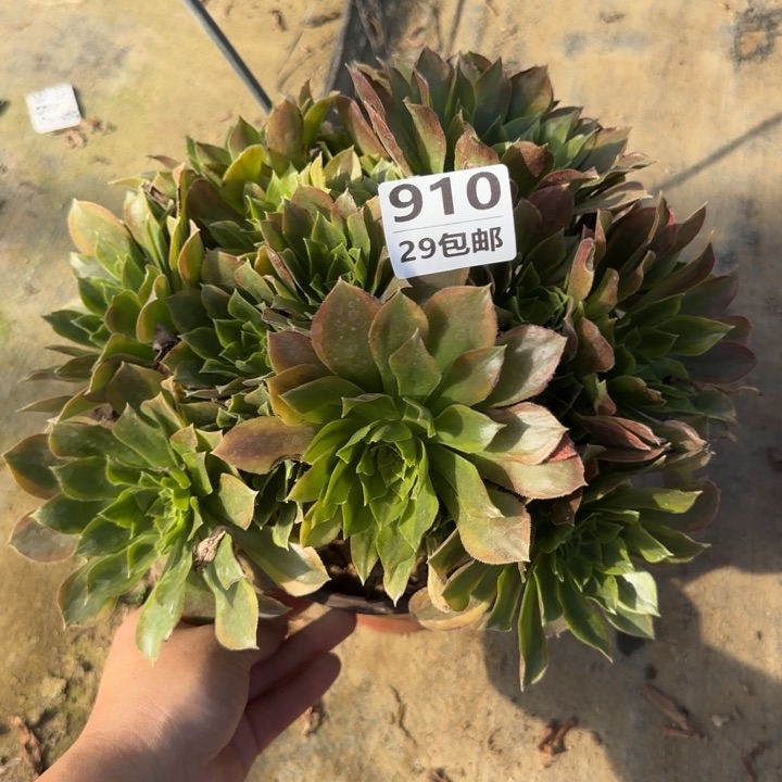 青萌……多肉植物……