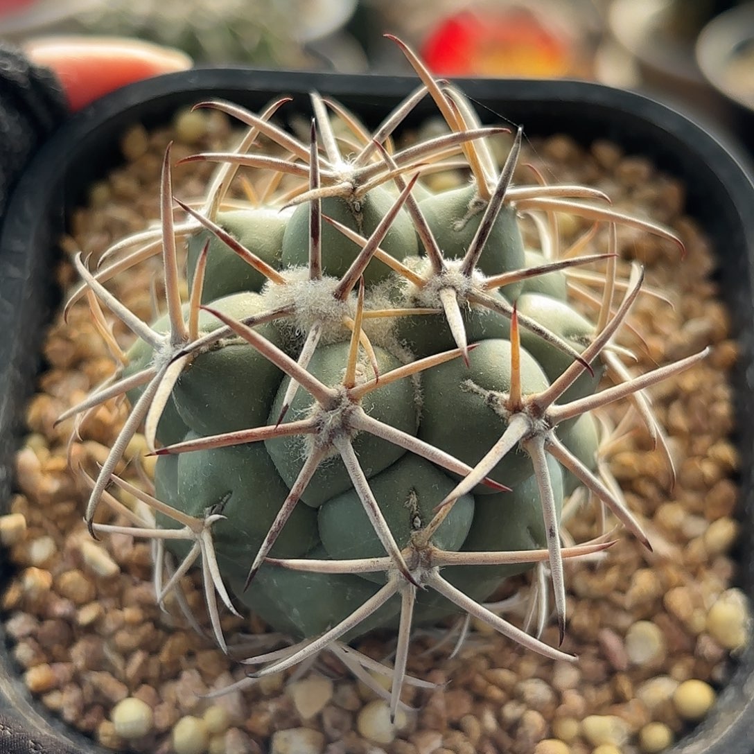 仙人球实生大祥冠