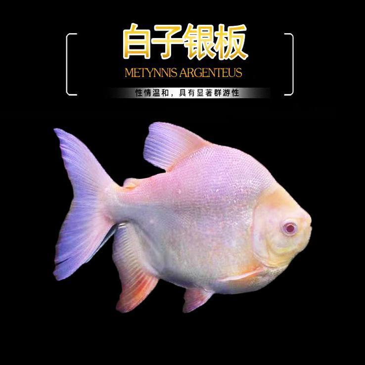 红眼白子银板鱼白子鲳风水鱼大型凶猛热带观赏鱼活体龙鱼配鱼短身