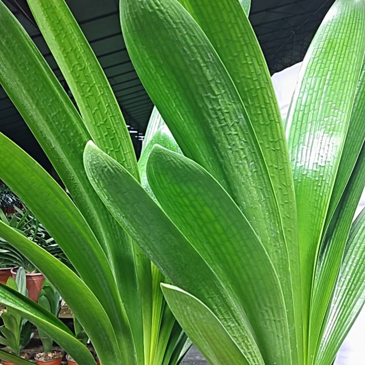 虚***云无花朵虚云39君子兰