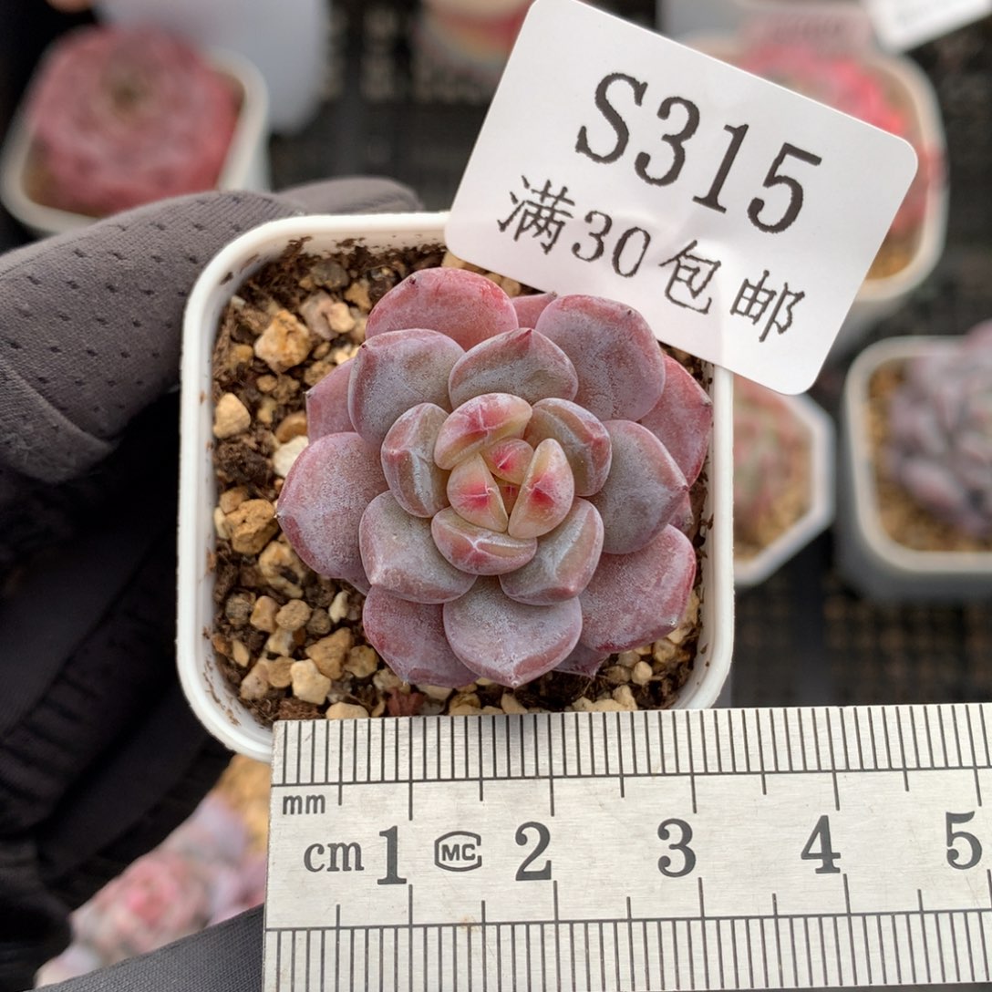 315。单头小鼻嘎玉芙蓉。