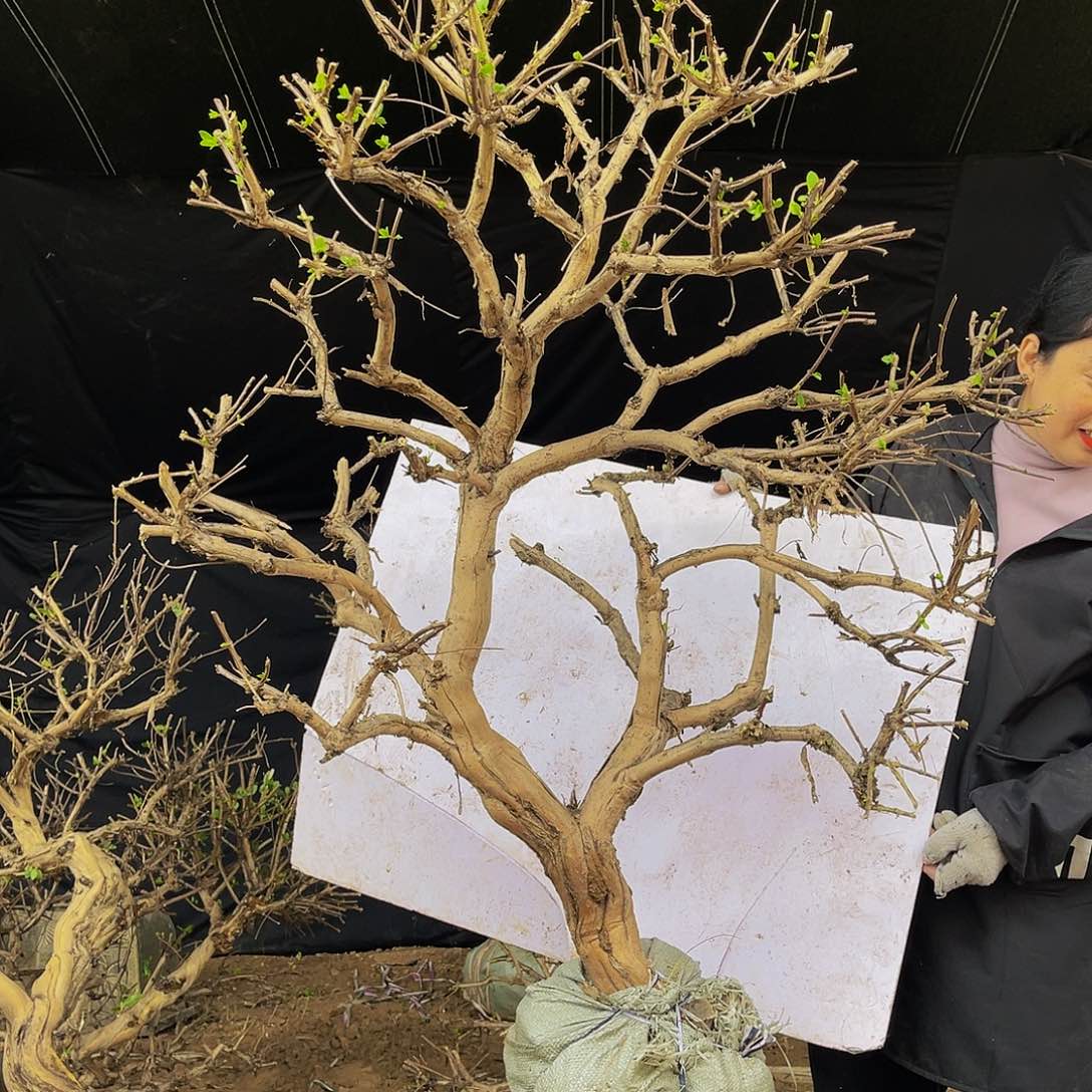 无花朵金银花等各种各样植物