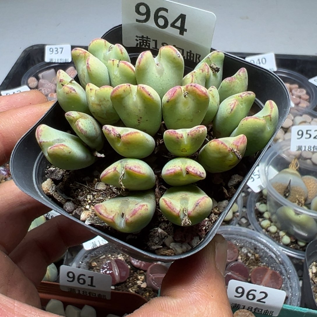 【闪购商品】 964。      