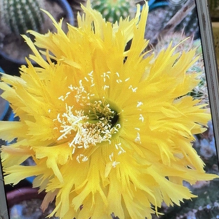 黄锯齿侧芽5公分左右毛花柱