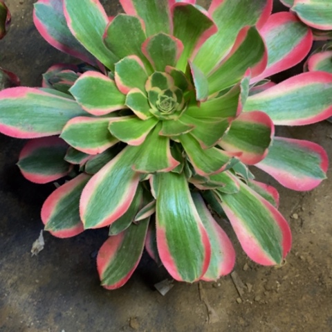 妖月多肉植物量拍