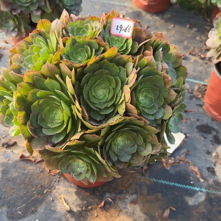 29-66万圣节多朵朵多肉不包售后