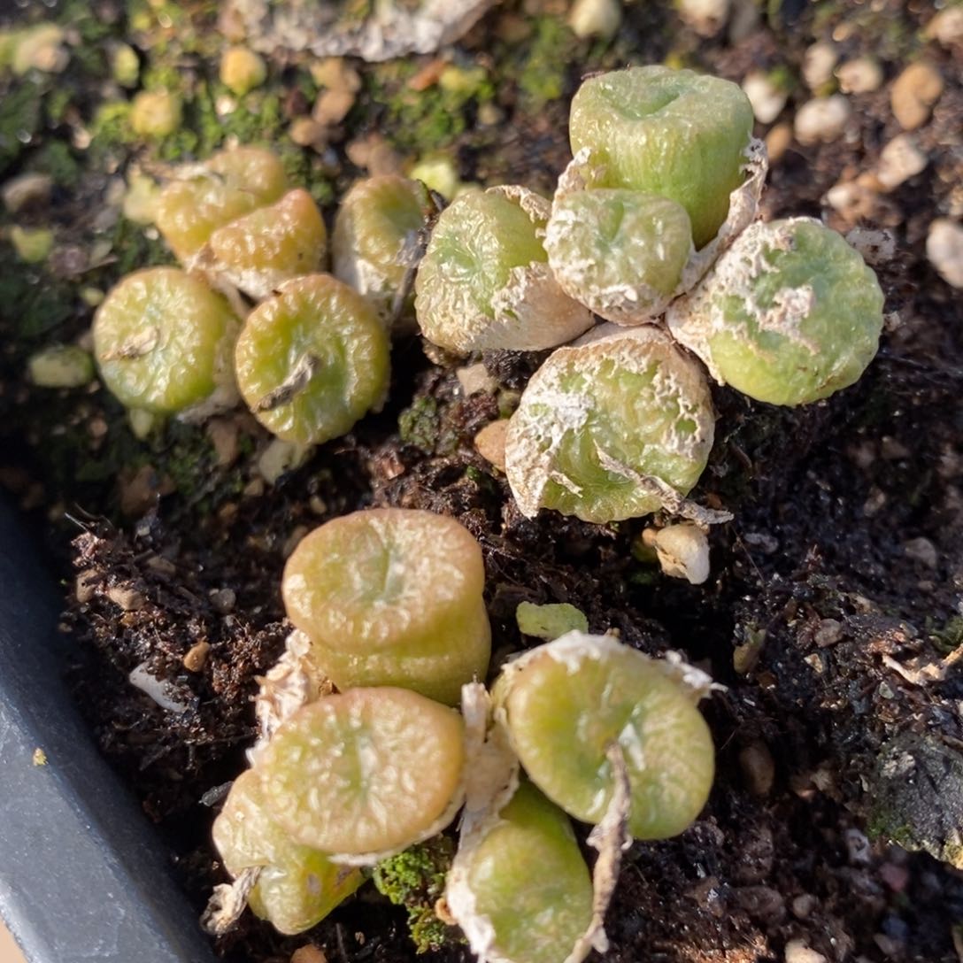 五头流水铜壶一群