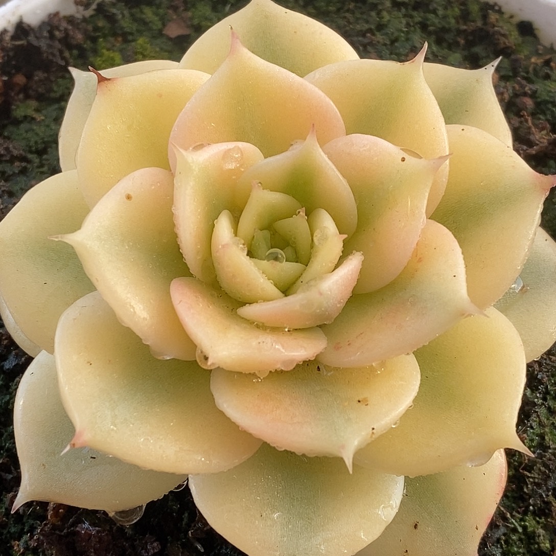 296贝加尔湖哈哈哈哈