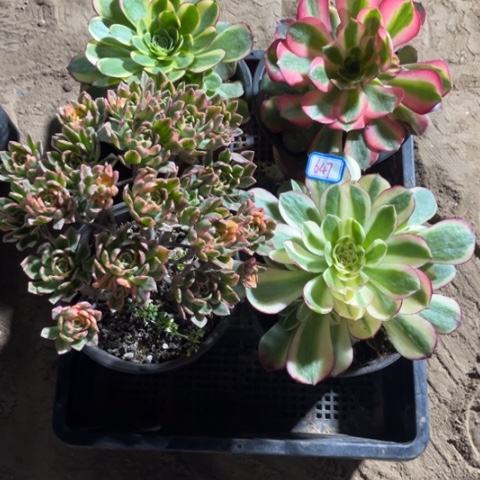 647多肉植物组合
