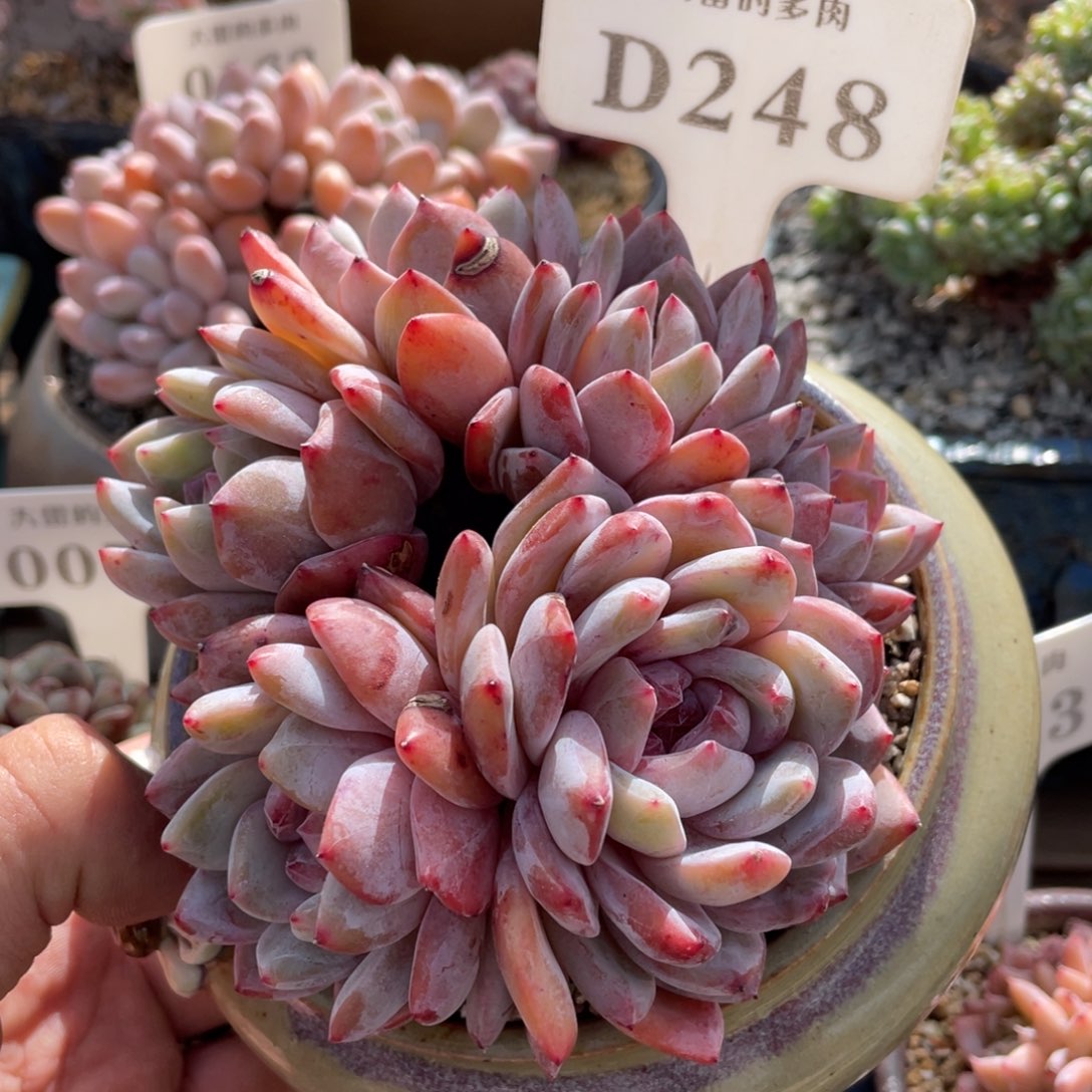 248橙子不带盆12厘米有砍