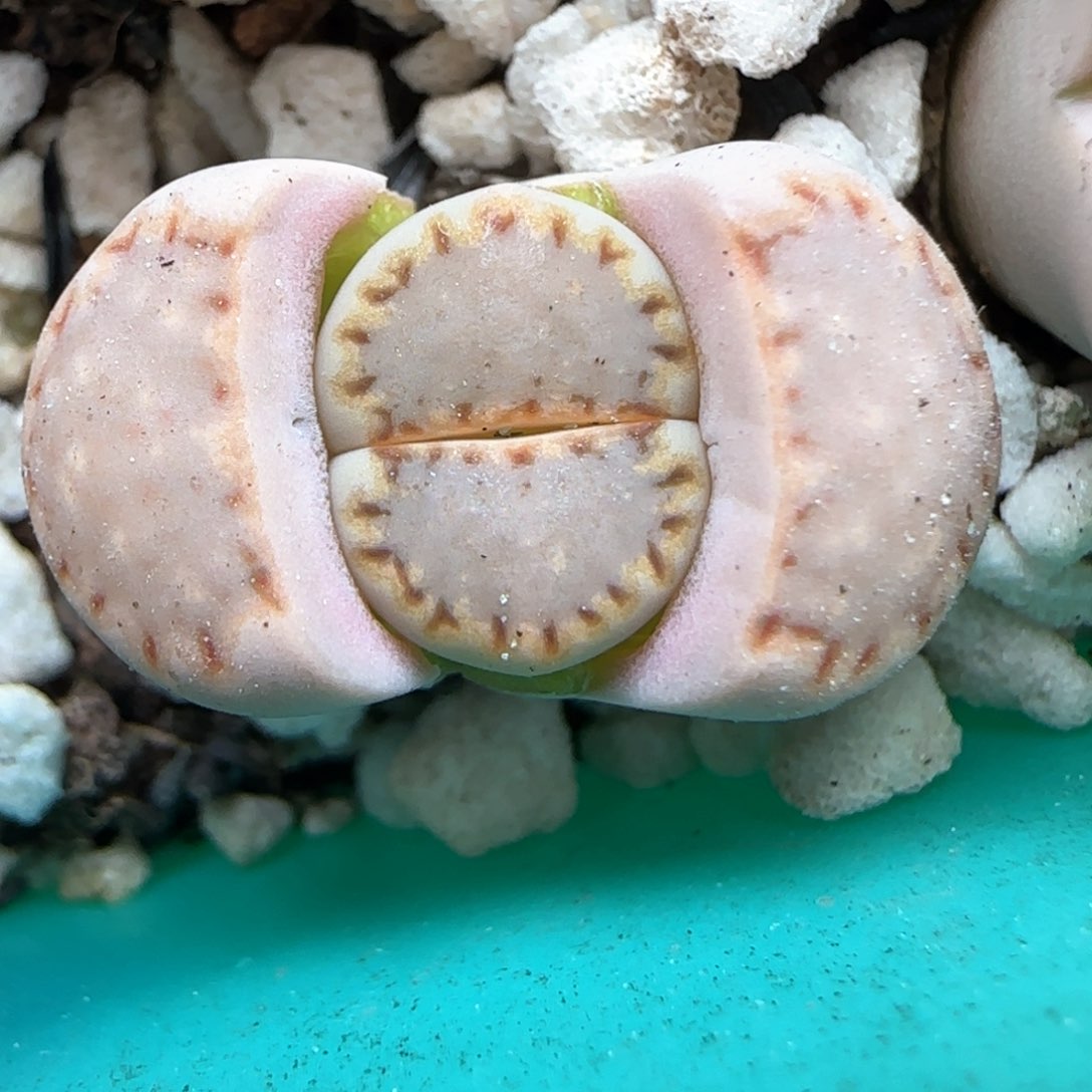 3.11，c24饼干香芋小蛋糕，9011