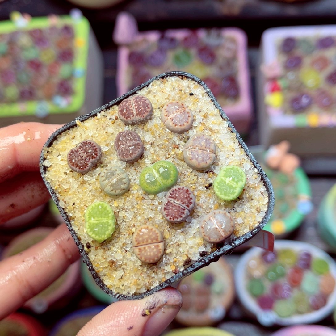 498生石花带盆发1