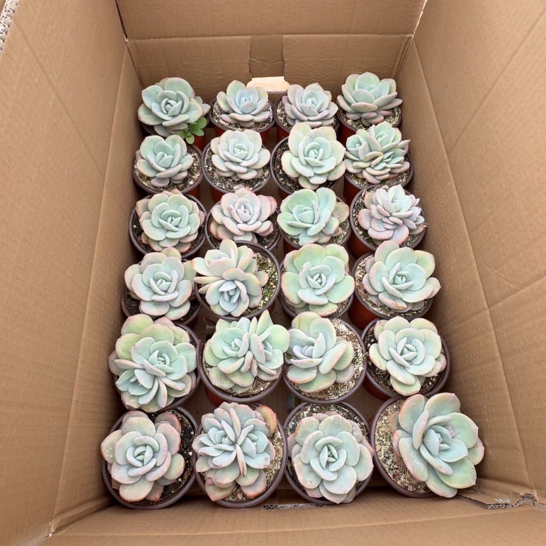 到*奶茶整箱 发财吧姐姐