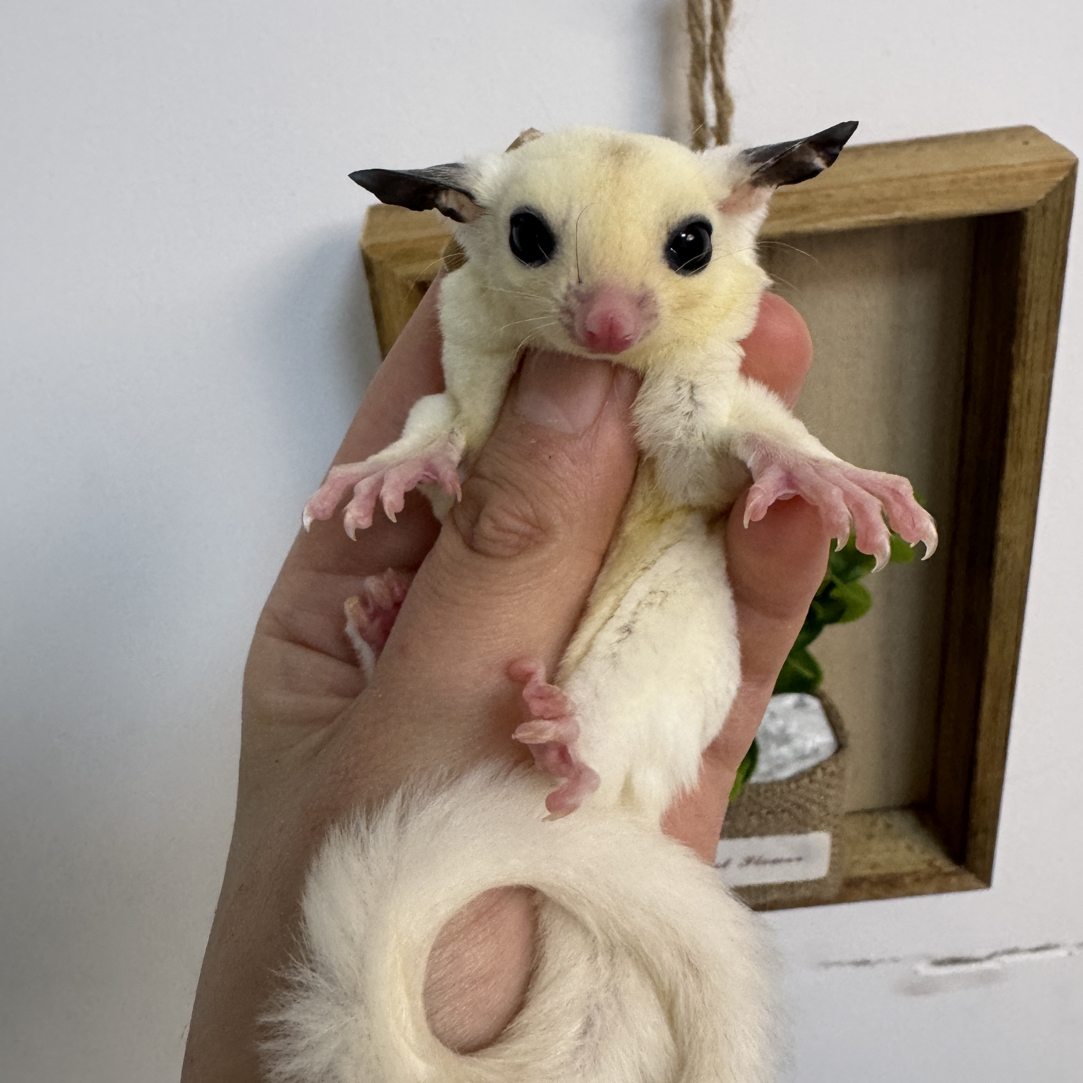 蜜袋鼯活体幼崽玩家蜜墨耳白金妹妹