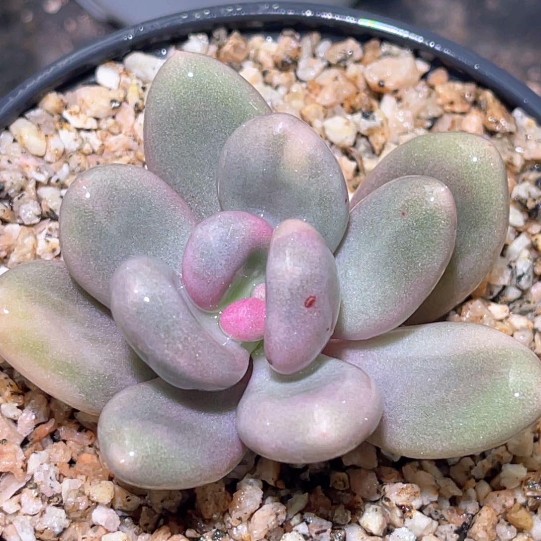 多肉特价优选奶酪锦