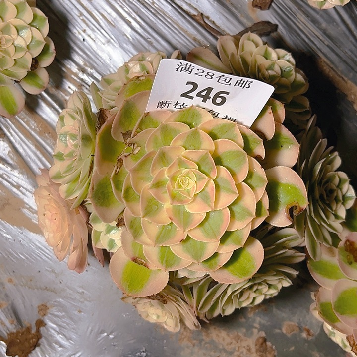 246倾城多肉植物保护