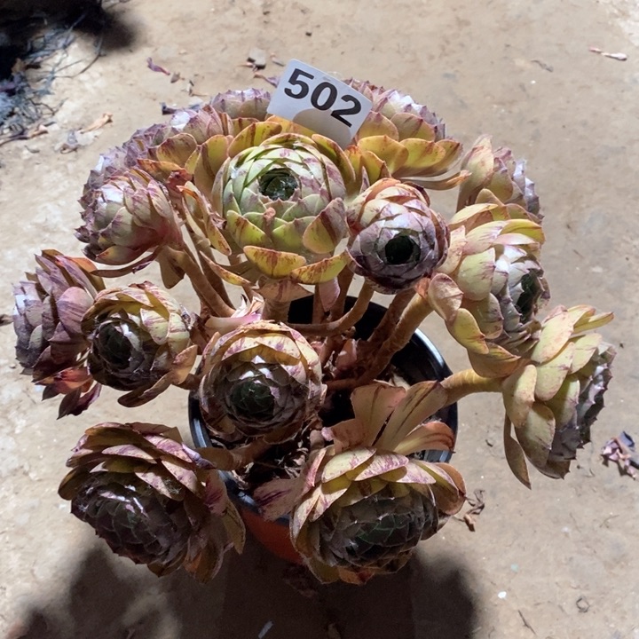 法师植物一物一拍502