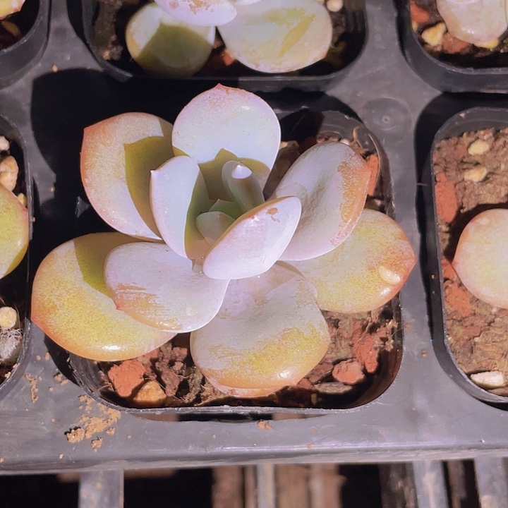 丫*精品2-2地下奶茶多肉植物