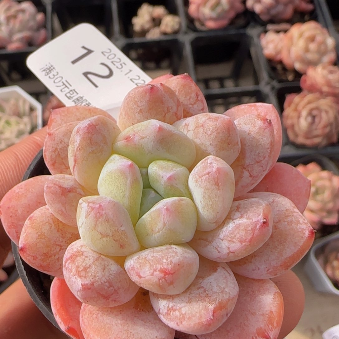 糖霜石化单头一颗