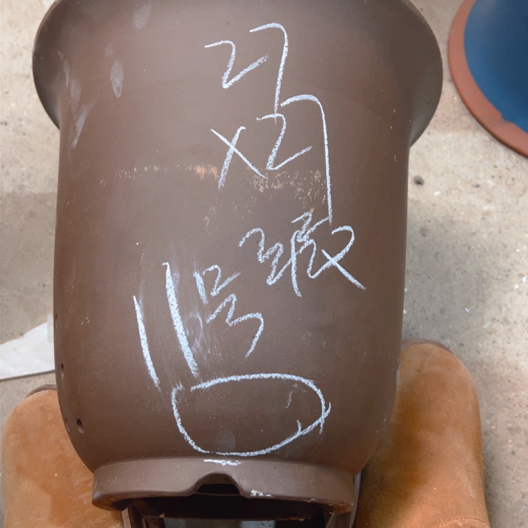 紫砂11号……………………………………