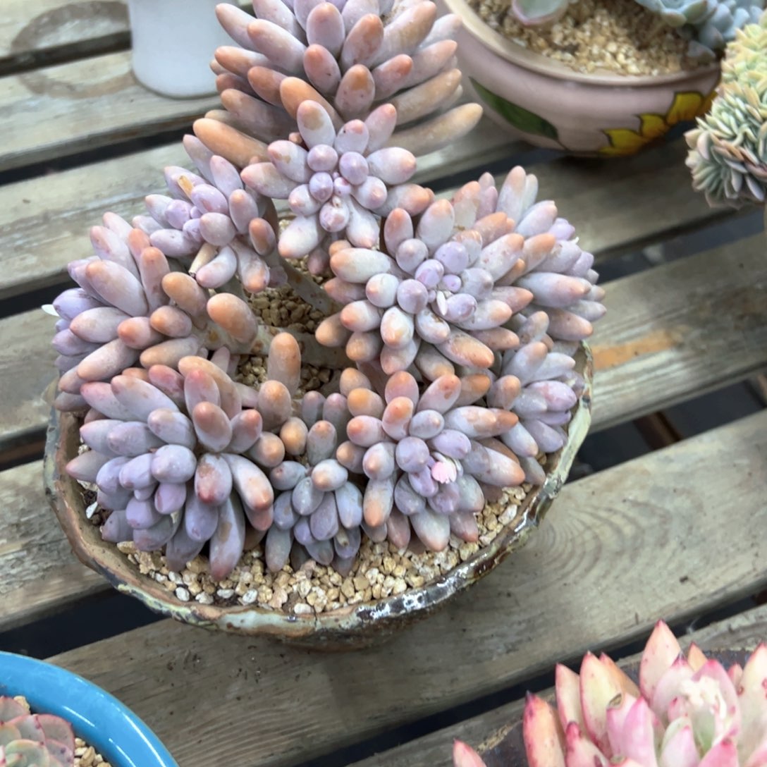 汤圆48 零零多肉植物