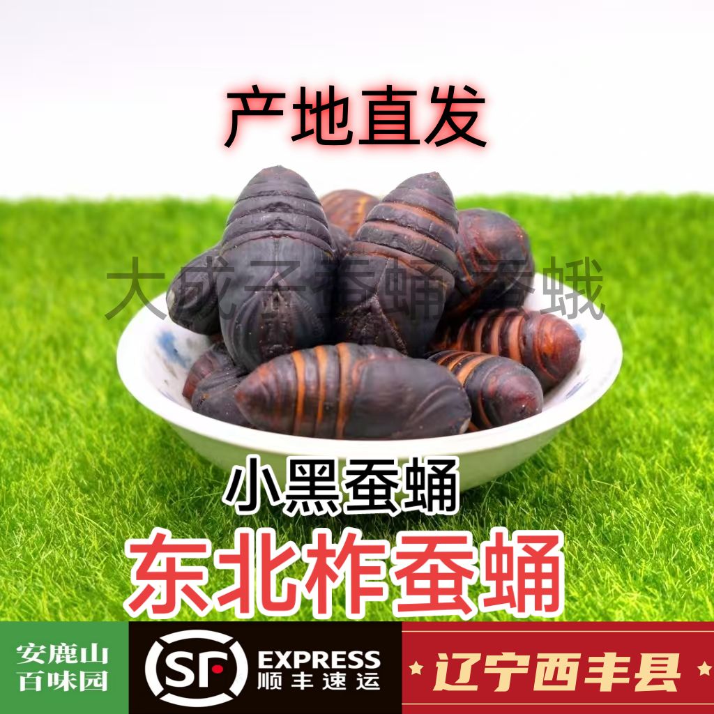 大黑蚕蛹  西丰柞蚕蛹