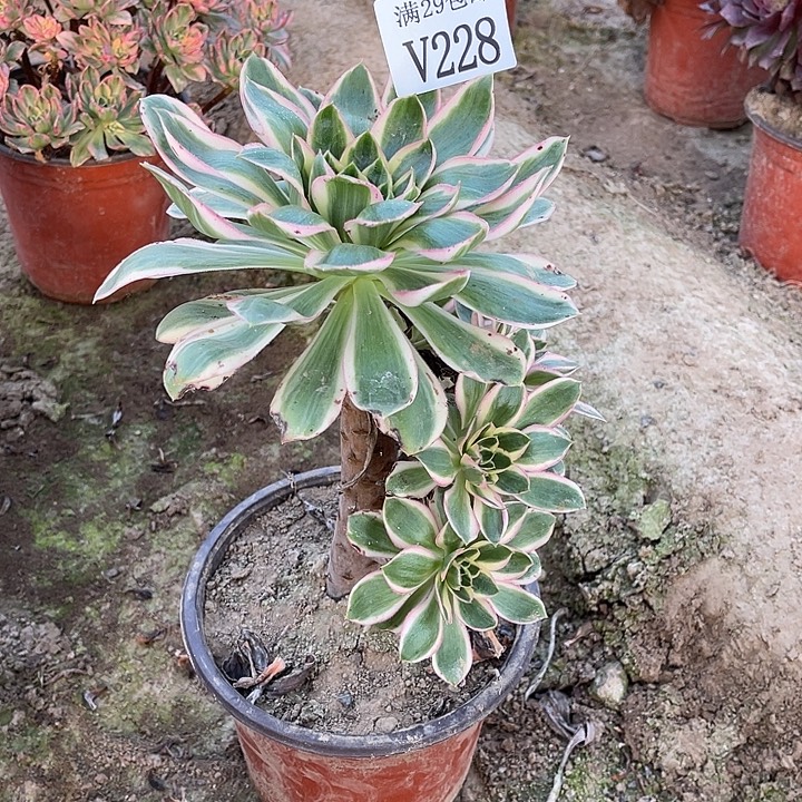 228青莲    多肉植物       