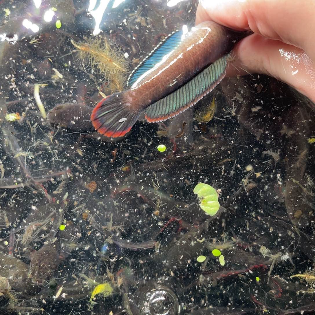 雷龙鱼10号111111111111