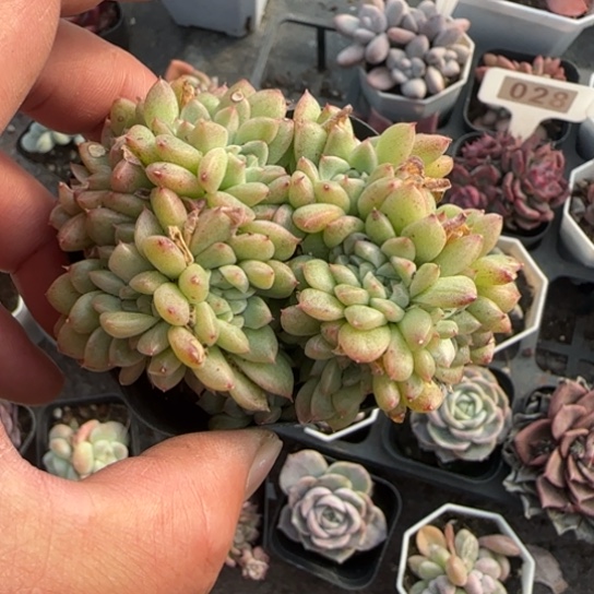 253麦秆缀多肉植物多