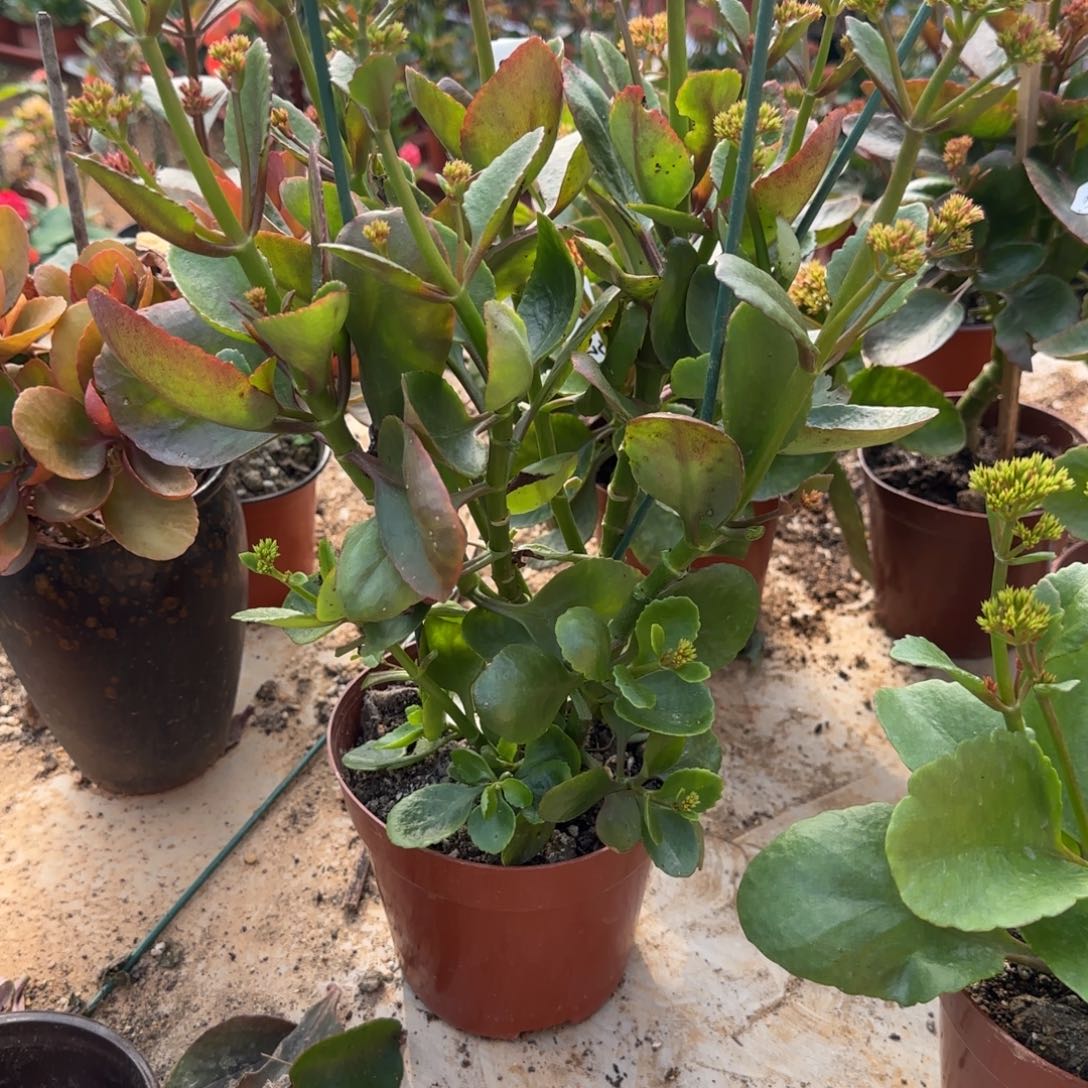 完全开放1111111111111