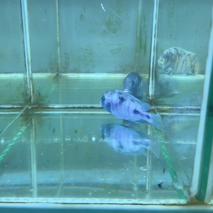 天***田海水鱼49号50号1111111