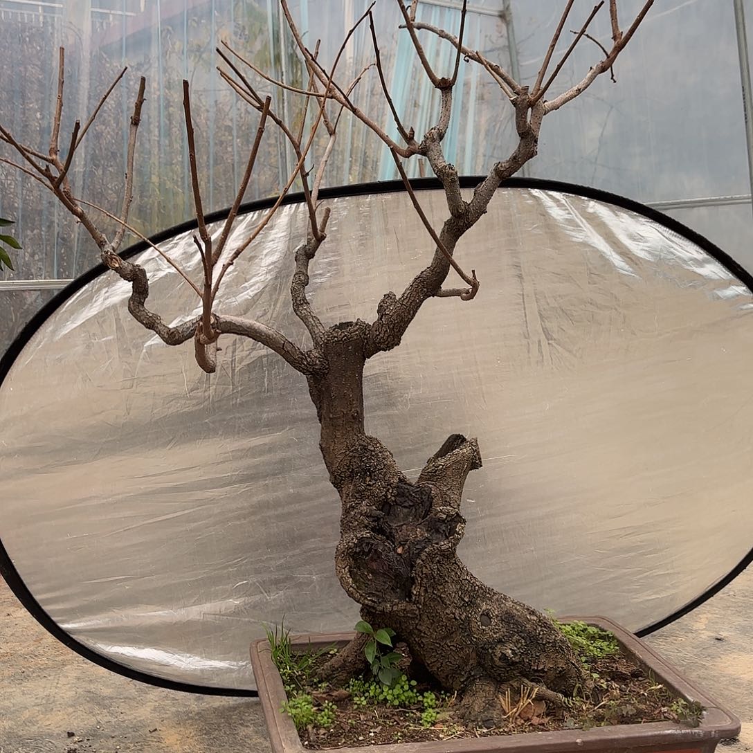 无花朵柿树盆景造型盆栽花卉